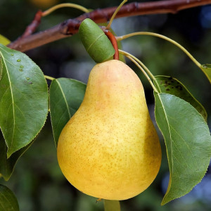 Саженцы Груша Дюшес