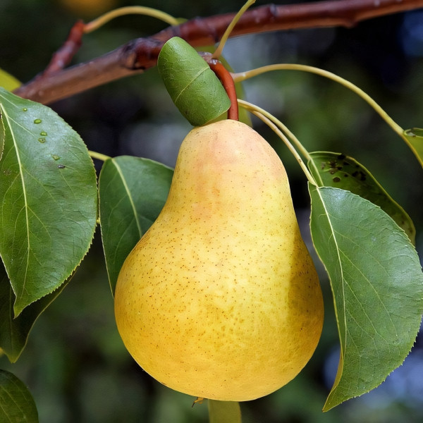 Саженцы Груша Дюшес