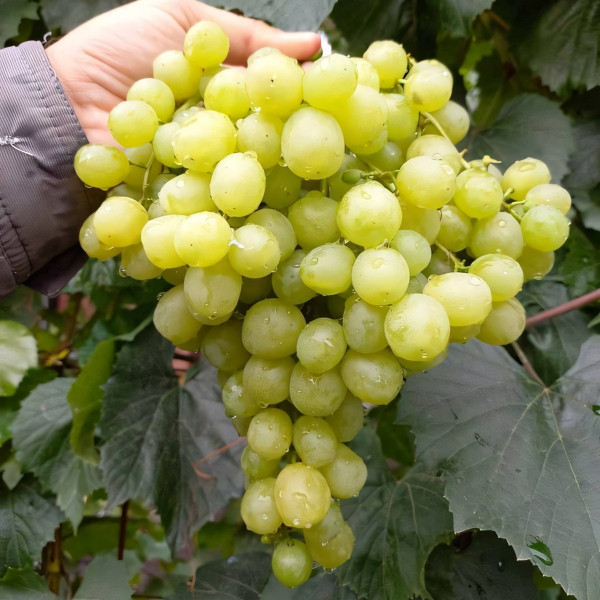 Саженцы Виноград кишмиш Рататуй