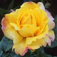 Саженцы Роза флорибунда Чайнатаун