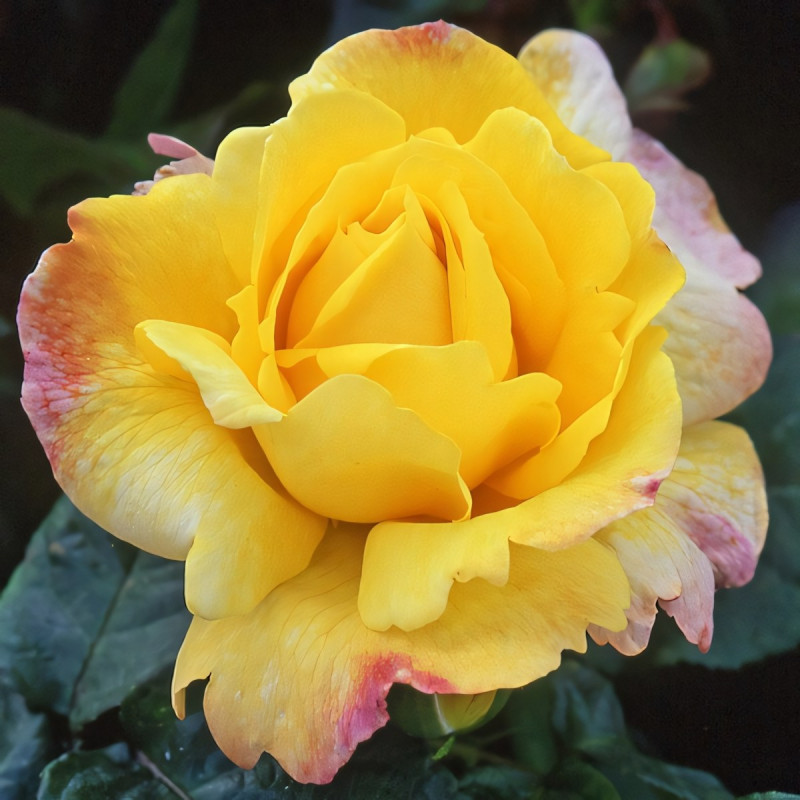 Саженцы Роза флорибунда Чайнатаун