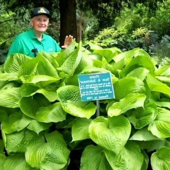 Саженцы Хоста Sum and Substance (Сам энд Сабстенс) XL