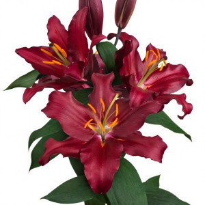  Лилия восточная Bombastic (Бомбастик)