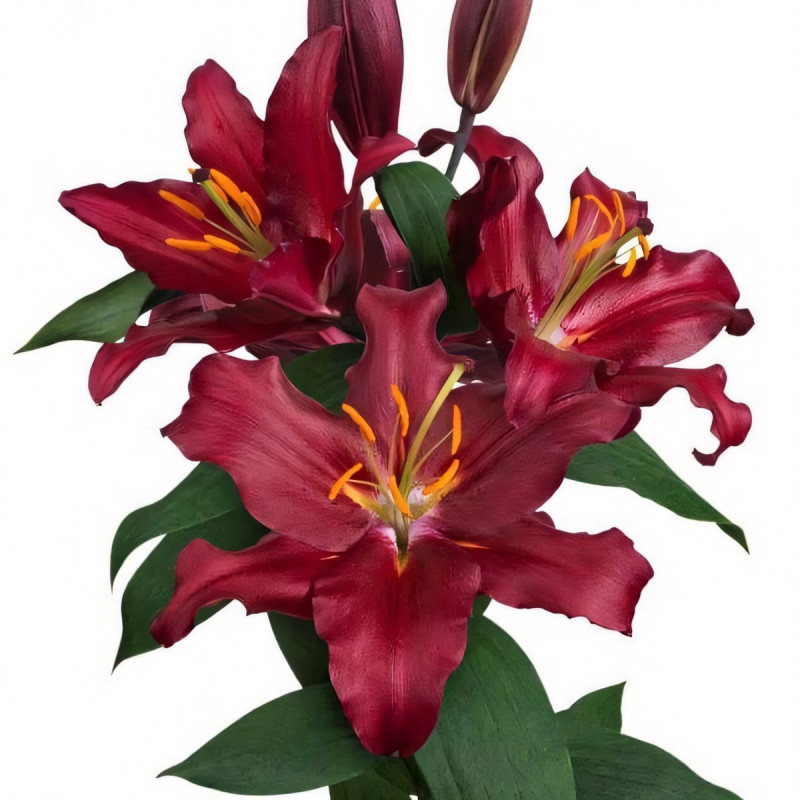 Луковицы  Лилия восточная Bombastic (Бомбастик) (3шт.)