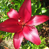 Луковицы  Лилия Cigalon (Цигалон) (3шт.)