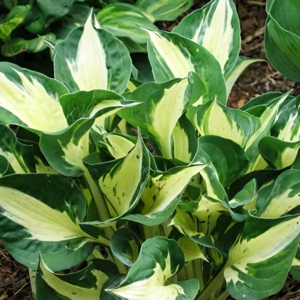 Саженцы Хоста Pathfinder (Пасфиндер) М