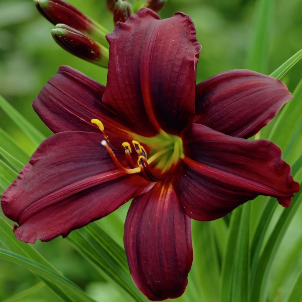 Саженцы Лилейник Black Emanuelle (Блэк Эммануэль)