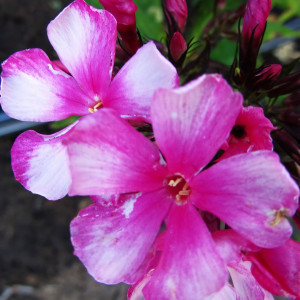 Саженцы Флокс Miss Elie (Мисс Эли)