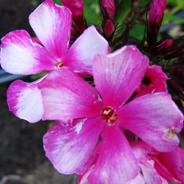 Саженцы Флокс Miss Elie (Мисс Эли)