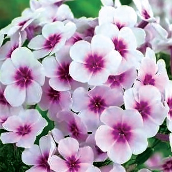 Саженцы Флокс Swizzle (Свизл)