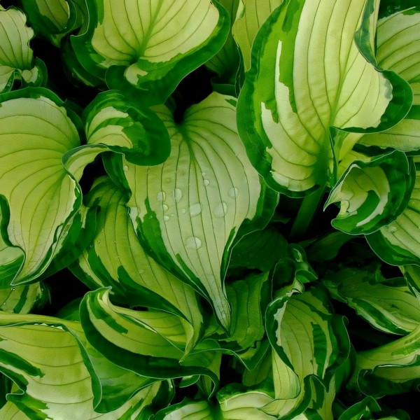 Саженцы Хоста Fortunei Albopicta (Фортунеи Альбопикта) М