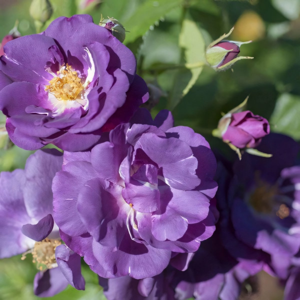 Саженцы Роза парковая Рапсодия ин Блю