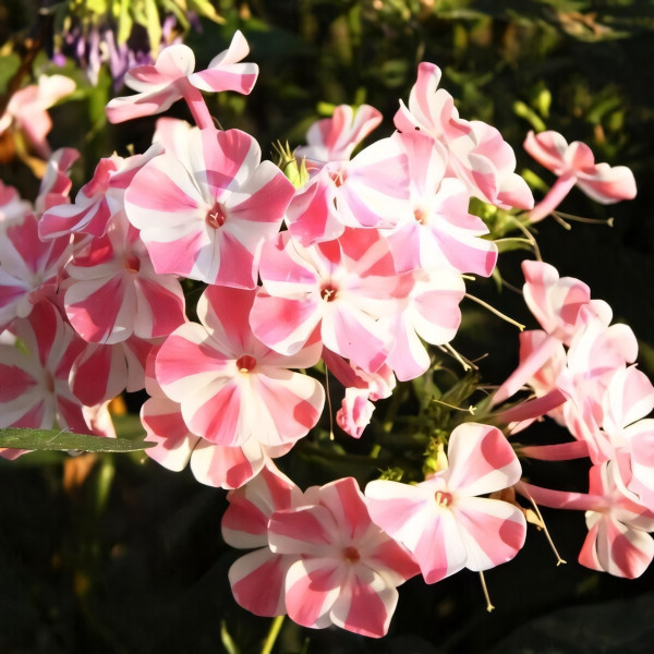 Саженцы Флокс пятнистый Natascha (Наташа)