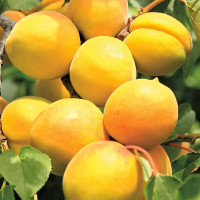 Саженцы Абрикос Хабаровский