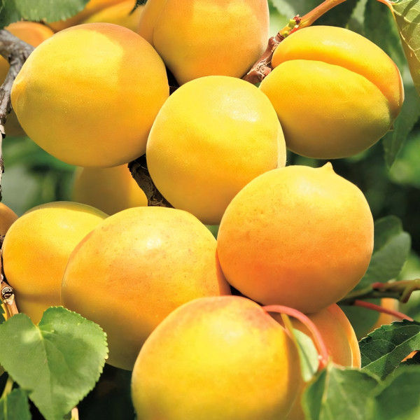 Саженцы Абрикос Хабаровский