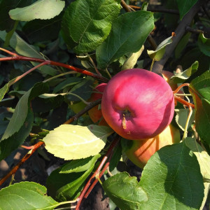 Саженцы Яблоня Мантет