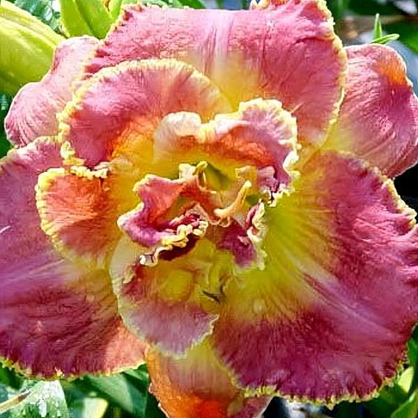 Саженцы Лилейник Susan Pritchard Petit (Сьюзан Притчард Пети)