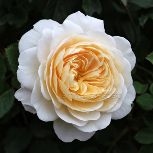 Саженцы Роза английская Крокус Роуз