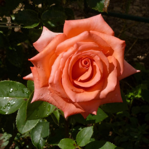 Саженцы Роза чайно-гибридная Импульс