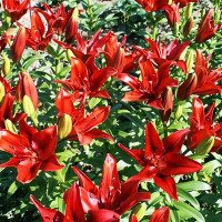 Луковицы  Лилия ЛА гибрид Original Love (Ориджинал Лав) (3шт.)