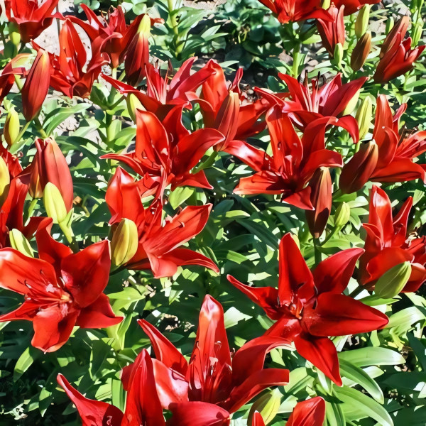 Луковицы  Лилия ЛА гибрид Original Love (Ориджинал Лав) (3шт.)