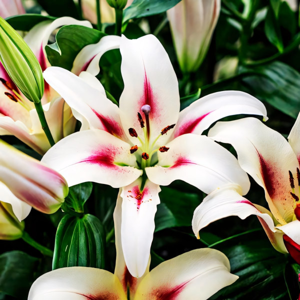 Луковицы Саженцы Лилия ОТ гибрид Sucinto (Суцинто) (3шт.)