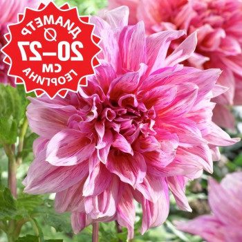 Саженцы Георгина Striped Emory Paul