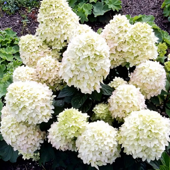 Гортензия метельчатая Cotton Cream 
