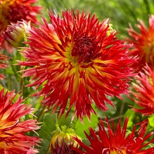 Саженцы Георгина бахромчатая Karen (Карен)