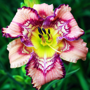 Саженцы Лилейник Get Jiggy (Гет Джигги)