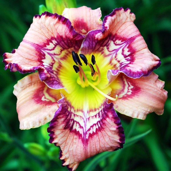 Саженцы Лилейник Get Jiggy (Гет Джигги)