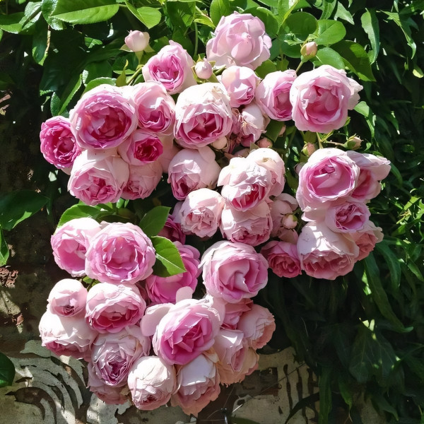 Саженцы Роза плетистая Жасмина