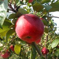 Саженцы Яблоня Флорина