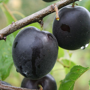 Саженцы Абрикос Черный Бархат