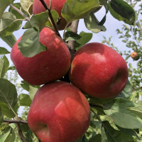 Саженцы Яблоня Хоней Крисп