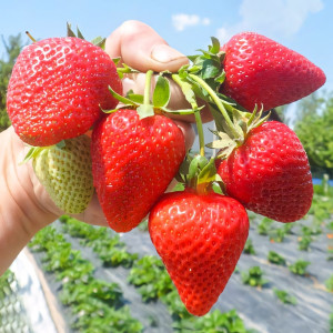 Клубника ремонтантная (крупноплодная) Сан Андреас 5 шт. в упаковке