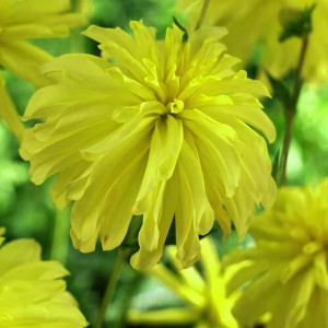 Саженцы Георгина декоративная California Sunset (Калифорния Сансет)