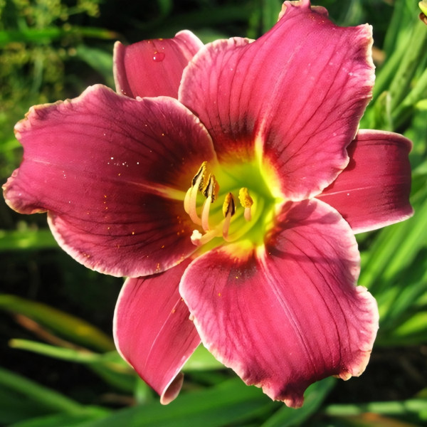 Саженцы Лилейник Little Missy (Литл Мисси)