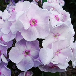 Саженцы Флокс Мастер