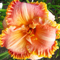 Саженцы Лилейник Chang Dynasty (Чанг Династи)