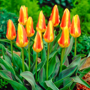 Тюльпаны Кауфмана Корона (в упаковке - 3шт.)