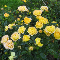 Саженцы Роза спрей Желтая Кукла