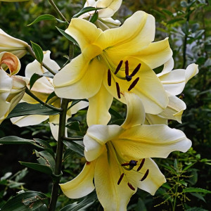  Лилия ОТ гибрид Big Brother (Биг Бразер)