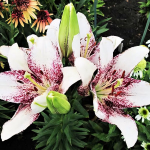  Лилия ЛА гибрид Sweet Zanika (Свит Заника)