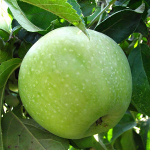 Саженцы Яблоня Ренет Симиренко