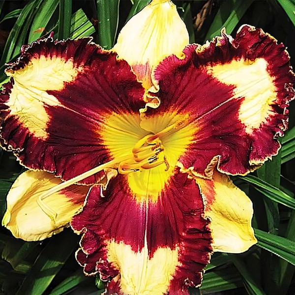 Саженцы Лилейник Snap Out Of It (Снэп Аут оф Ит)