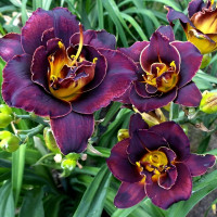 Саженцы Лилейник Voodoo Dancer (Вуду Дансер)