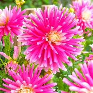 Саженцы Георгина Radiance