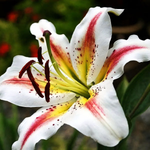  Лилия восточная Arena (Арена)