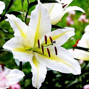  Лилия восточная Bufferi (Бафферари)